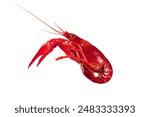 boiled Asian Food Spicy crawfish isolated on white background.