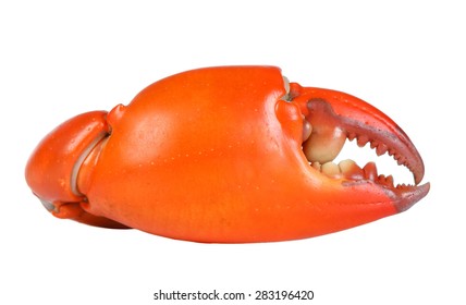 Boiled claw crab at corner. Isolated on white background