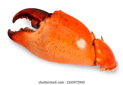 Boiled claw crab isolated on white background, Sea Crab claw on white With clipping path. - Shutterstock ID 2165972963