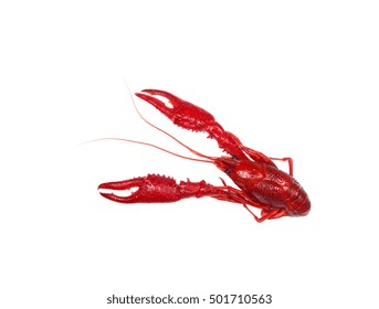 Boiled Crawfish Isolated On White