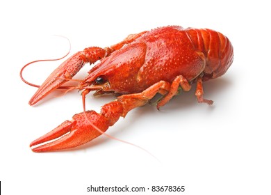 Boiled crawfish is isolated on a white background
