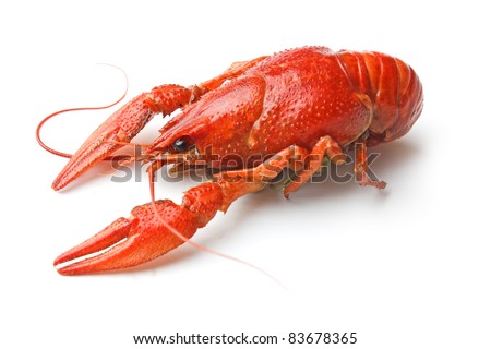 Boiled crawfish is isolated on a white background