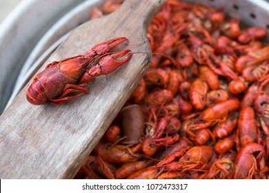 Boiled Crawfish In Pot With Paddle