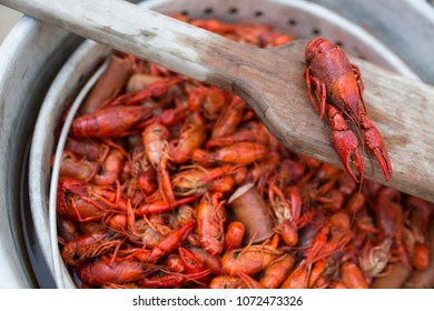 Boiled Crawfish In Pot With Paddle