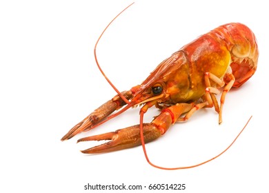 Boiled Crayfish or Freshwater lobster on a white background.