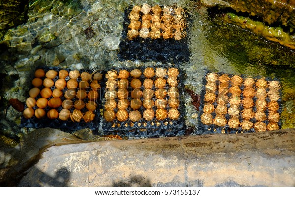 Free Porn Boil - Boiled Eggs Porn Rung Hot Spring Stock Image | Download Now