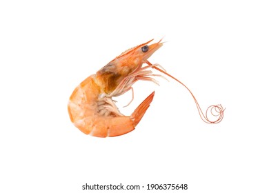 えび の画像 写真素材 ベクター画像 Shutterstock