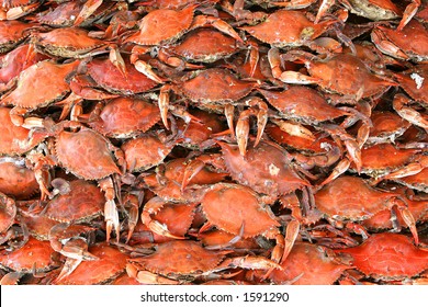 Boiled Or Steamed Crab Crabs