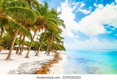 Bois Jolan beach in Guadeloupe, French west indies. Lesser Antilles, Caribbean sea
