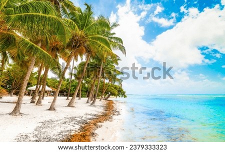 Bois Jolan beach in Guadeloupe, French west indies. Lesser Antilles, Caribbean sea
