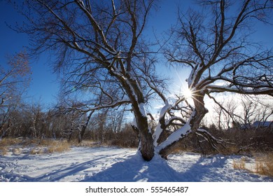 Boise Greenbelt In The Winter