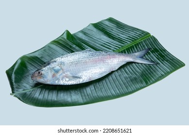 Boishakh Panta Ilish National Fish Bangladesh Stock Photo 2208651621 ...