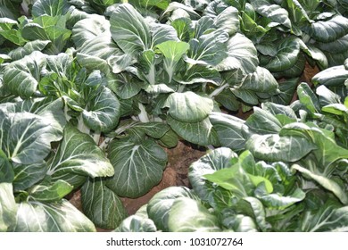 Bok Choy field in Arizona.  Also called pak choi.  It is a Chinese cabbage. 
