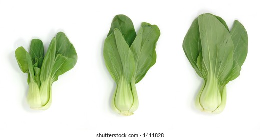 Bok Choy In Isolated White
