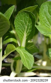 Bok Choy Leaves - Latin Name - Brassica Rapa Subsp. Chinensis