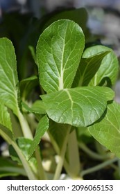 Bok Choy Leaves - Latin Name - Brassica Rapa Subsp. Chinensis