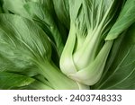 Bok choy or Pak choi (Chinese cabbage) pattern texture background