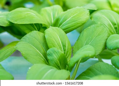 Bok Choy Vegetable In Hydroponics
 Farm