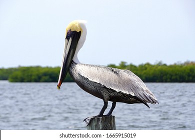 Bokeelia, Florida/USA - March 3, 2020: A horizontal image of a resting pelican beside a marina in southwest Florida.          