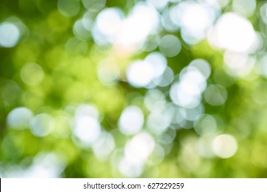 Bokeh abstract, The blur of green leaf and light.