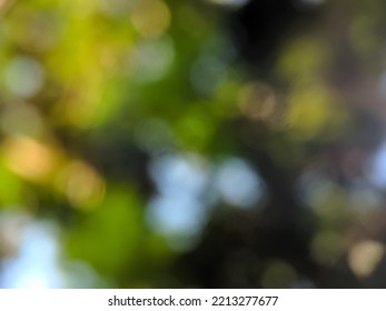 Bokeh Background Of Green Leaves Of Longan Tree With Clear Morning Sky