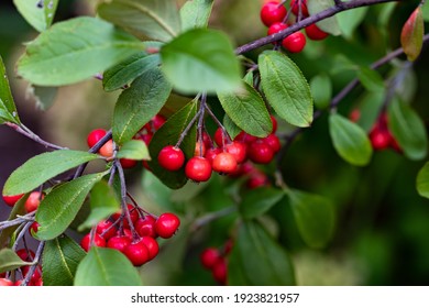 Bokeh background of A Brilliant Red Chokeberry  (Aronia arbutifolia) bursting with red berries. - Shutterstock ID 1923821957