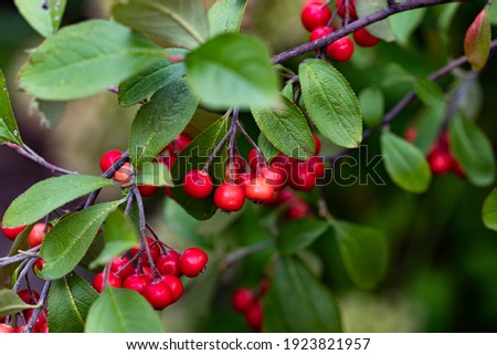 Bokeh background of A Brilliant Red Chokeberry  (Aronia arbutifolia) bursting with red berries.