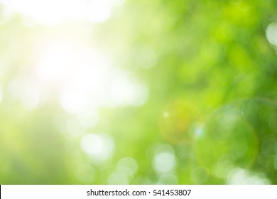 Bokeh Blur Leaf Light Green Color  Background Concept For Farm Soft Spring Banner, Fresh Ozone Decoration, Multiply Retro Tone Bio Eco Csr. Abstract Healthy Life Growth In Holy Peace.