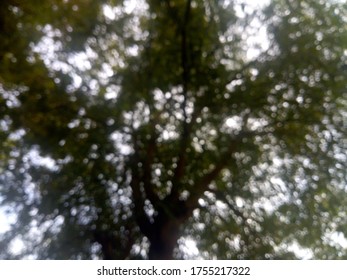 Bokeh blur tree Nature background
 - Shutterstock ID 1755217322