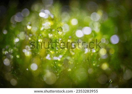 Bokeh created by water droplets on top of grass; Colorful  Bokeh circles for  background, glitter light Defocused and Blurred Bokeh.