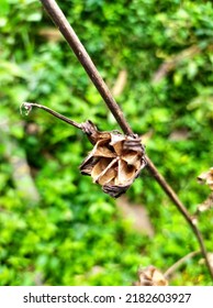 Bokeh Image Of Blooming Rosemary Seeds.  Become A Seed That Can Be Planted Again