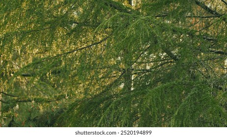 Bokeh. Pine Branches. Water Drop Falling From Spruce Tree Branch. Pine Needles In Rays Of Sunset. - Powered by Shutterstock