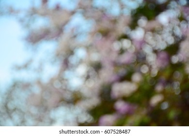 Bokeh of pink flower on the tree with blue sky - Shutterstock ID 607528487