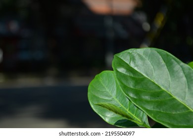 Bokeh Portrait Of Moraceae Also Often Called Mulberry Leaf With Blurry Road Background