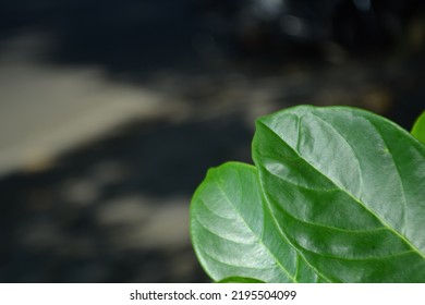 Bokeh Portrait Of Mulberry Leaf With Blurry Road Background