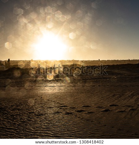 Similar – seagulls at sunset in the mudflats.