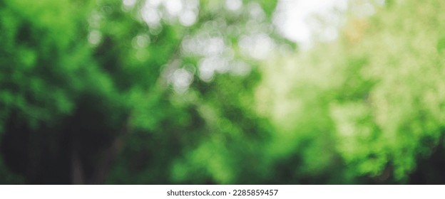 Bokeh of vivid leaves of trees in sunlight. Natural green background. Blurred rich greenery with copy space. Abstract texture of defocused lush foliage in sunny day. Backdrop of scenic nature in blur. - Powered by Shutterstock