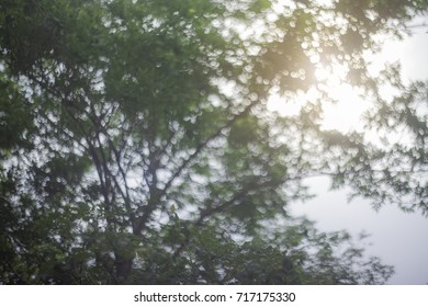Bokes trees, beautiful sunshine - Shutterstock ID 717175330