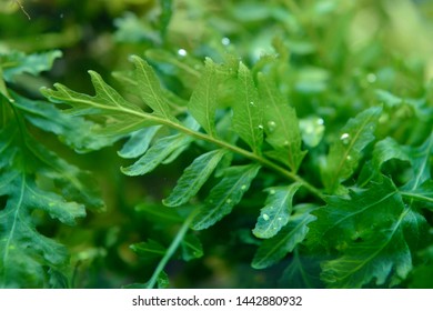 Bolbitis Heudelotii Mini, Aquatic Fern In Aquarium