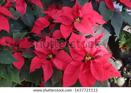 bold and bright poinsettia flowers