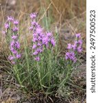 Bold bright purple spikes Dotted Blazing Star wildflower 