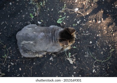 Bold Cat Sit On The Ground After Grooming