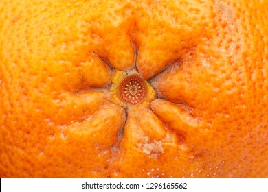 Girl inserts the mandarins ass