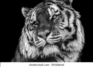white tiger face growling