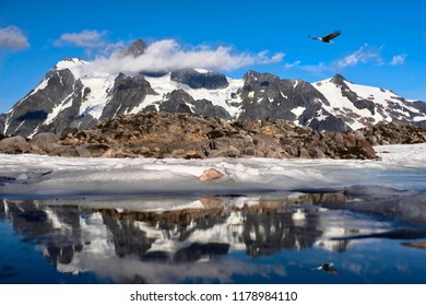 Bold Eagle Flying Over Snowcapped Mountains And Reflection In Little Alpine Lake. Summer Hiking On Artist Point, Mount Baker National Forest. Bellingham. Seattle. Washington. Unites States Of America.