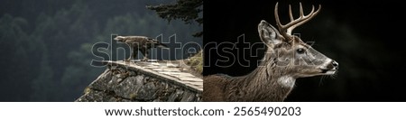 Bold eagle and graceful deer captured in a serene natural setting, highlighting wildlife's elegance.