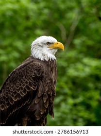 Bold eagle with sharp yellow beak. Dark brown feathers contrast vibrant green background. Focused gaze suggests alertness, readiness. Nature's power captured in stillness, majesty