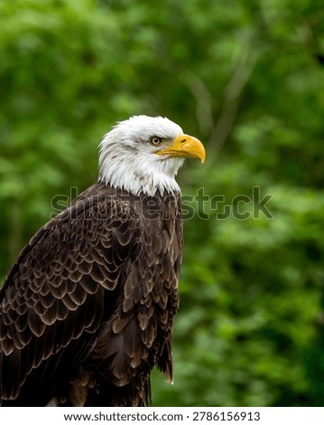Bold eagle with sharp yellow beak. Dark brown feathers contrast vibrant green background. Focused gaze suggests alertness, readiness. Nature's power captured in stillness, majesty
