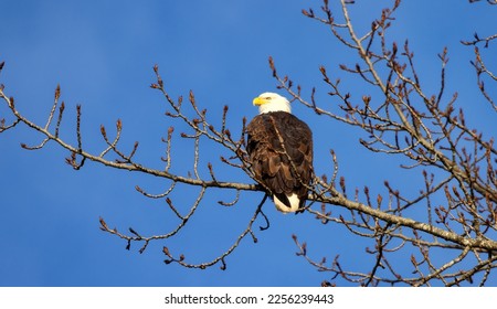 Bold Eagle sitting on a tree branch during sunny winter day. Squamish, British Columbia, Canada.