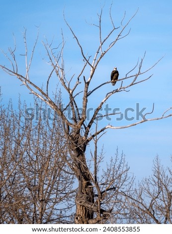 Bold Eagle sitting on a tree branch